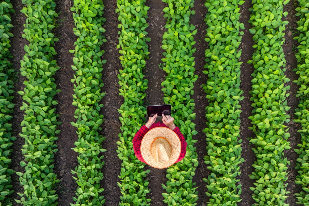 Monitorización de cultivos y su importancia en el mundo agrícola